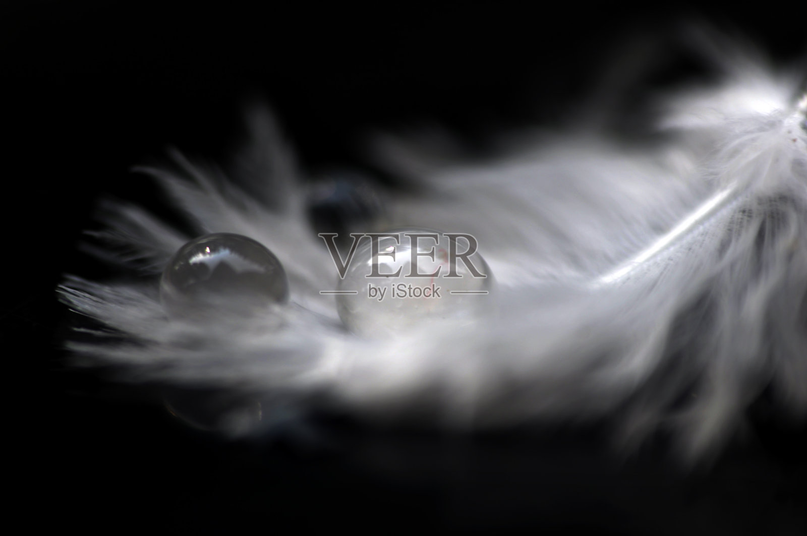 带水滴的羽毛照片摄影图片