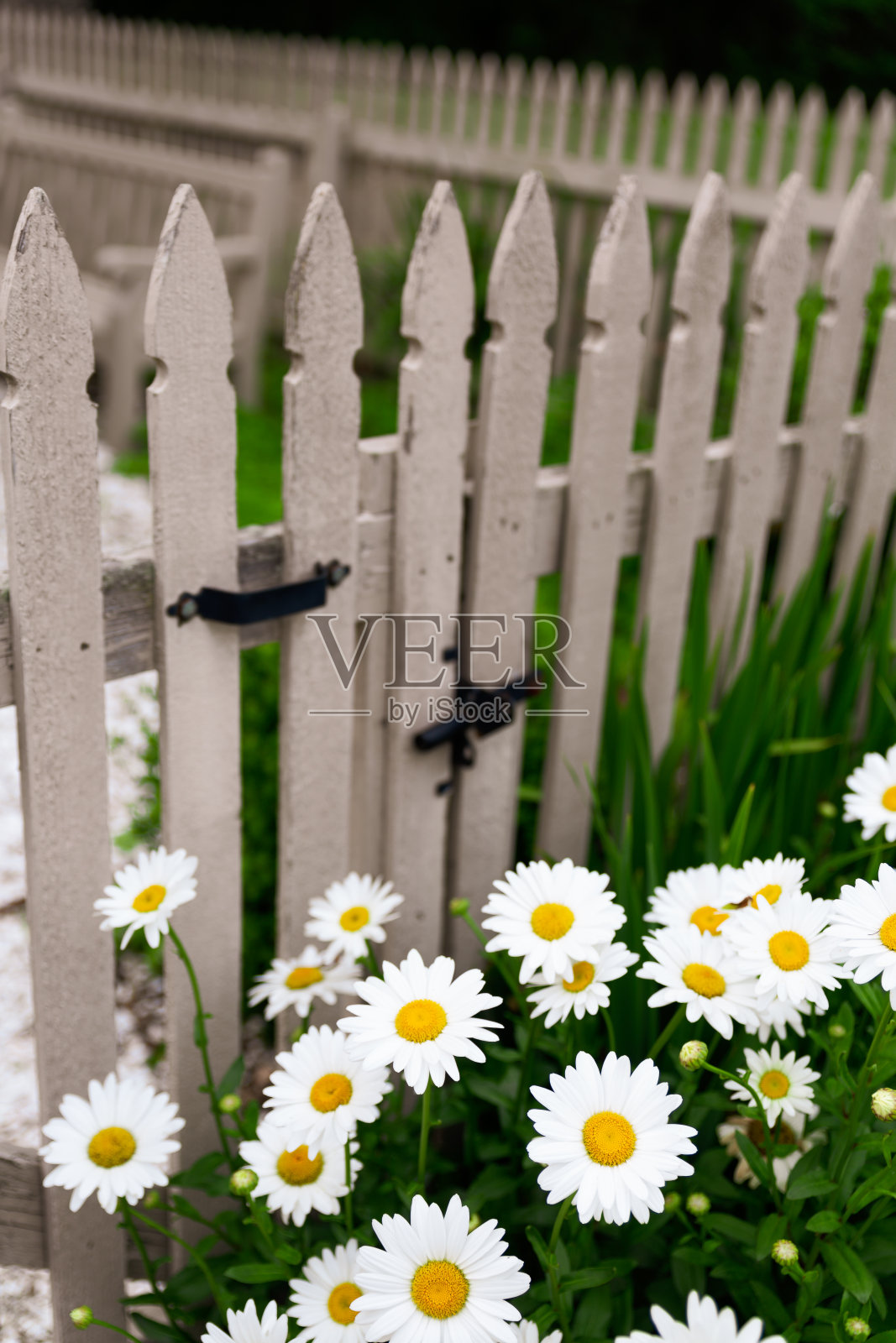 沙斯塔雏菊沿着尖桩篱笆照片摄影图片