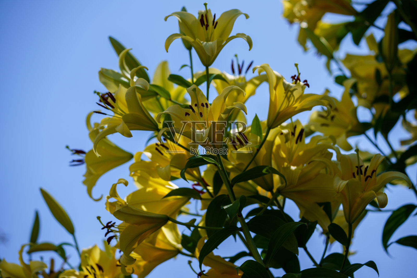 天空背景上的百合照片摄影图片