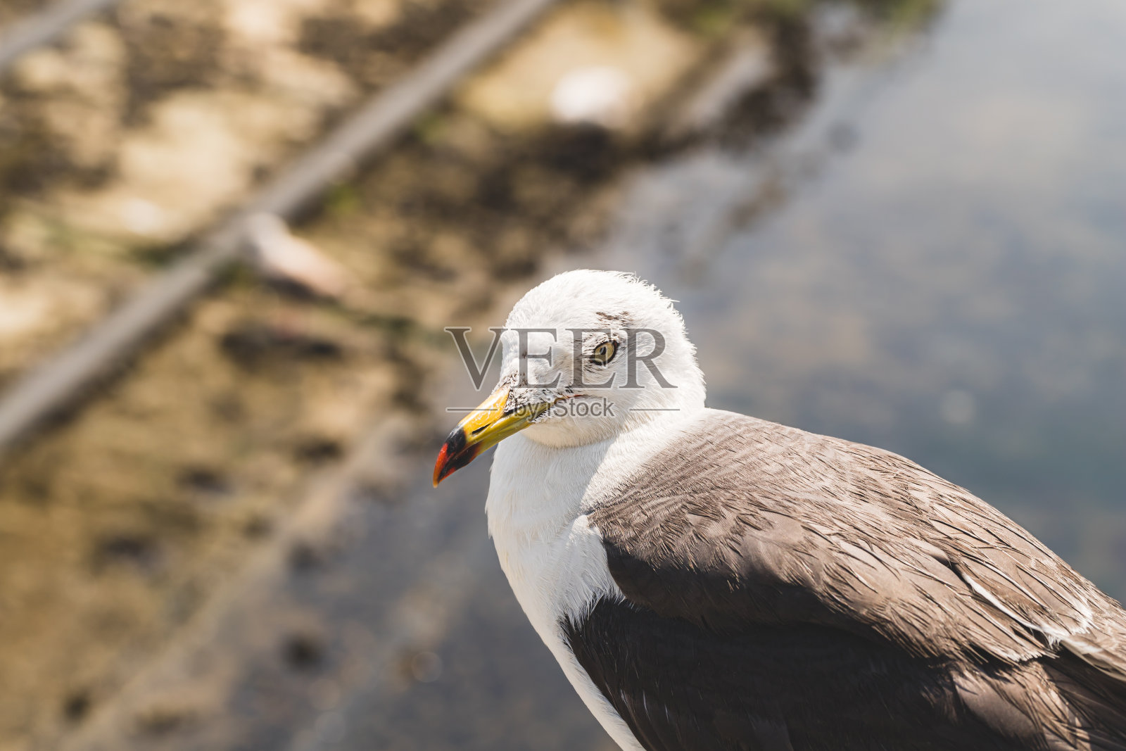 休息翅膀的黑尾海鸥照片摄影图片
