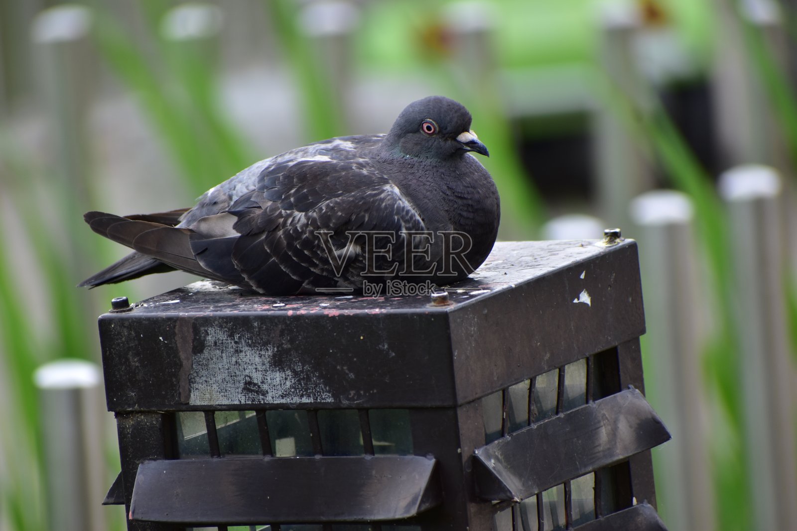 岩鸽的肖像照片摄影图片