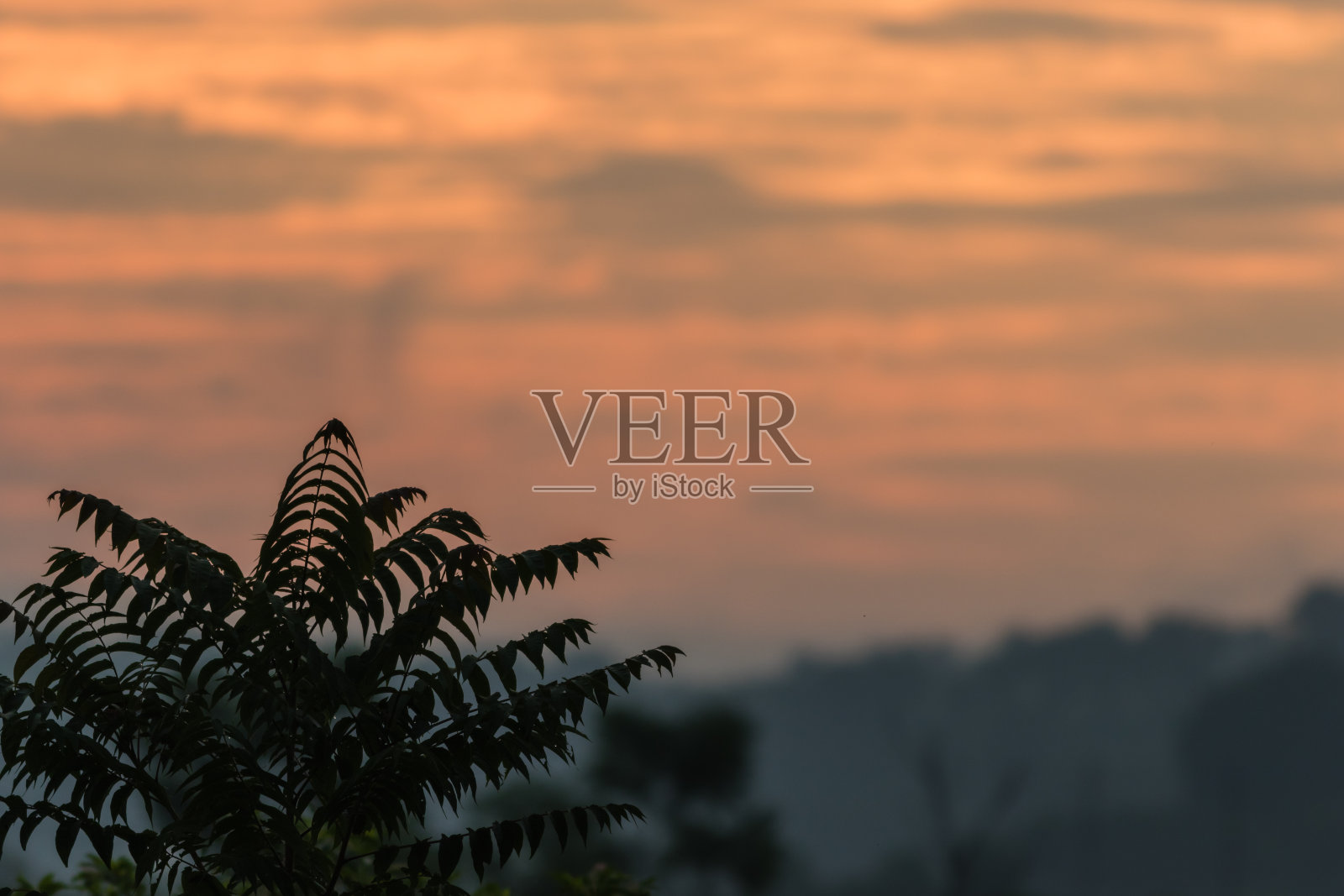 漆树剪影与惊人的日出云景照片摄影图片