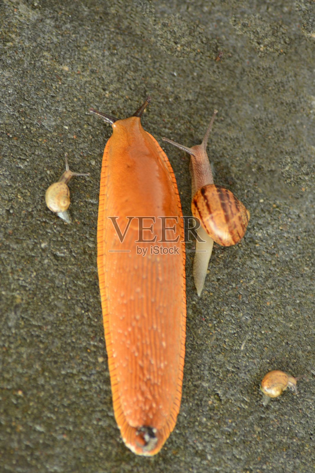 红鼻涕虫和花园蜗牛照片摄影图片