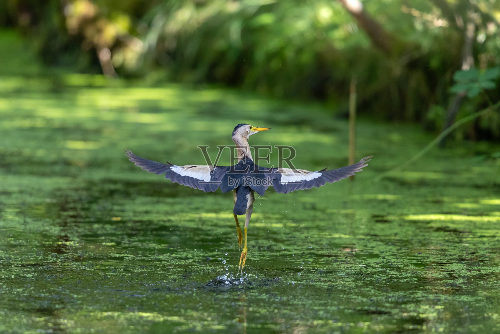 男性小鸦照片摄影图片