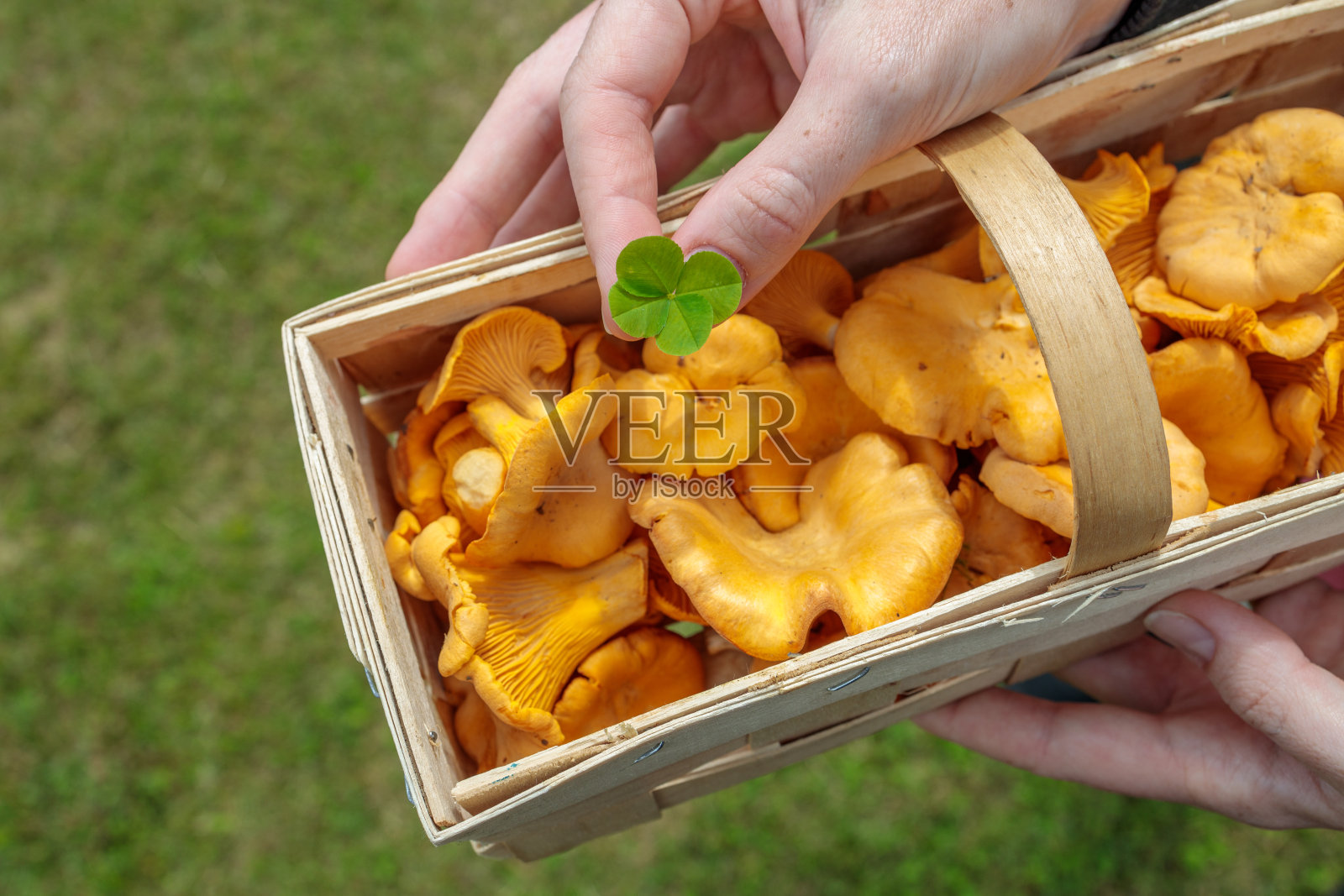 捧着满满一篮橙黄鸡油菌,幸运地长出菇来照片摄影图片