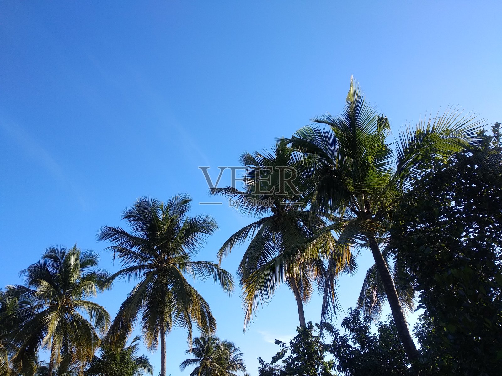 椰子树照片摄影图片