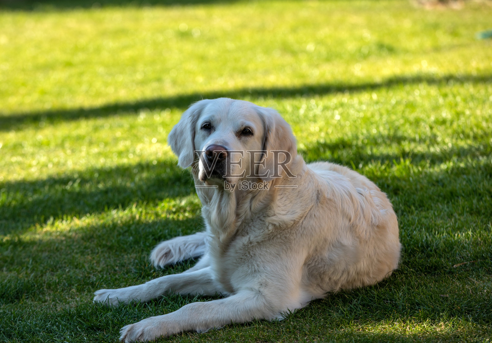 美丽的金毛猎犬在花园里的绿草上照片摄影图片