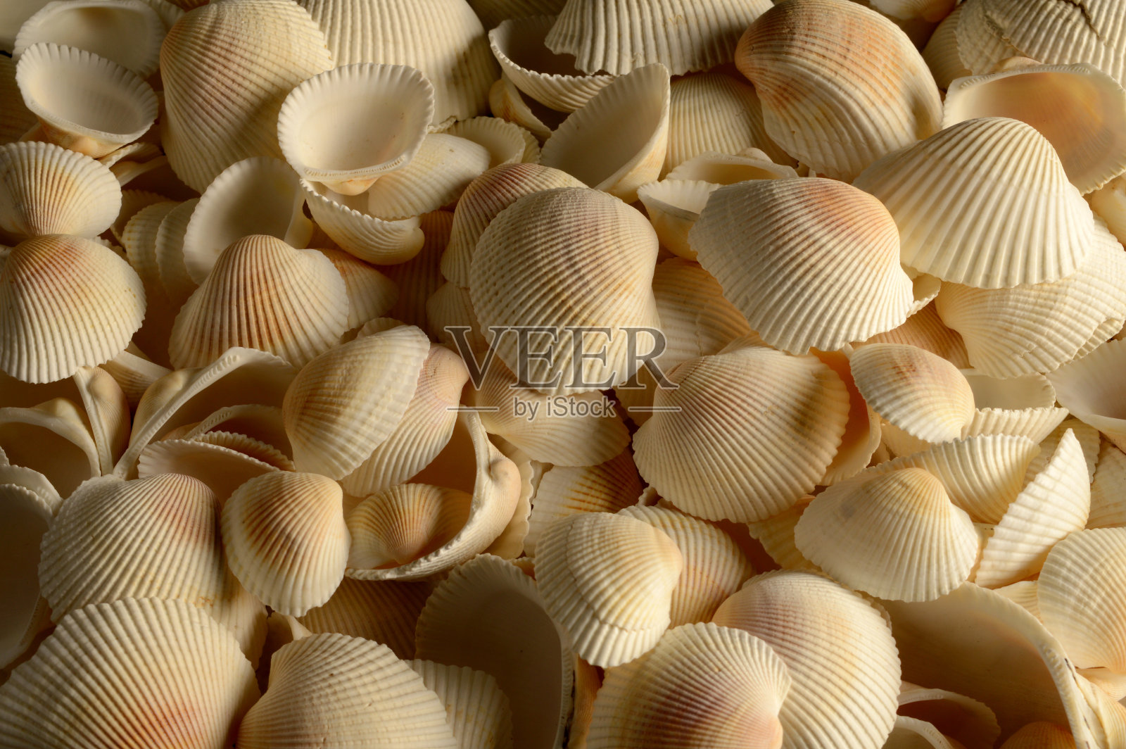 全帧贝壳照片摄影图片