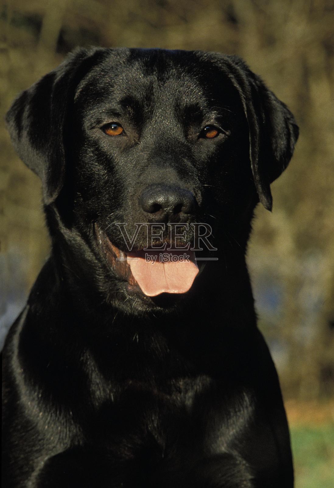 黑色拉布拉多寻回犬的肖像照片摄影图片