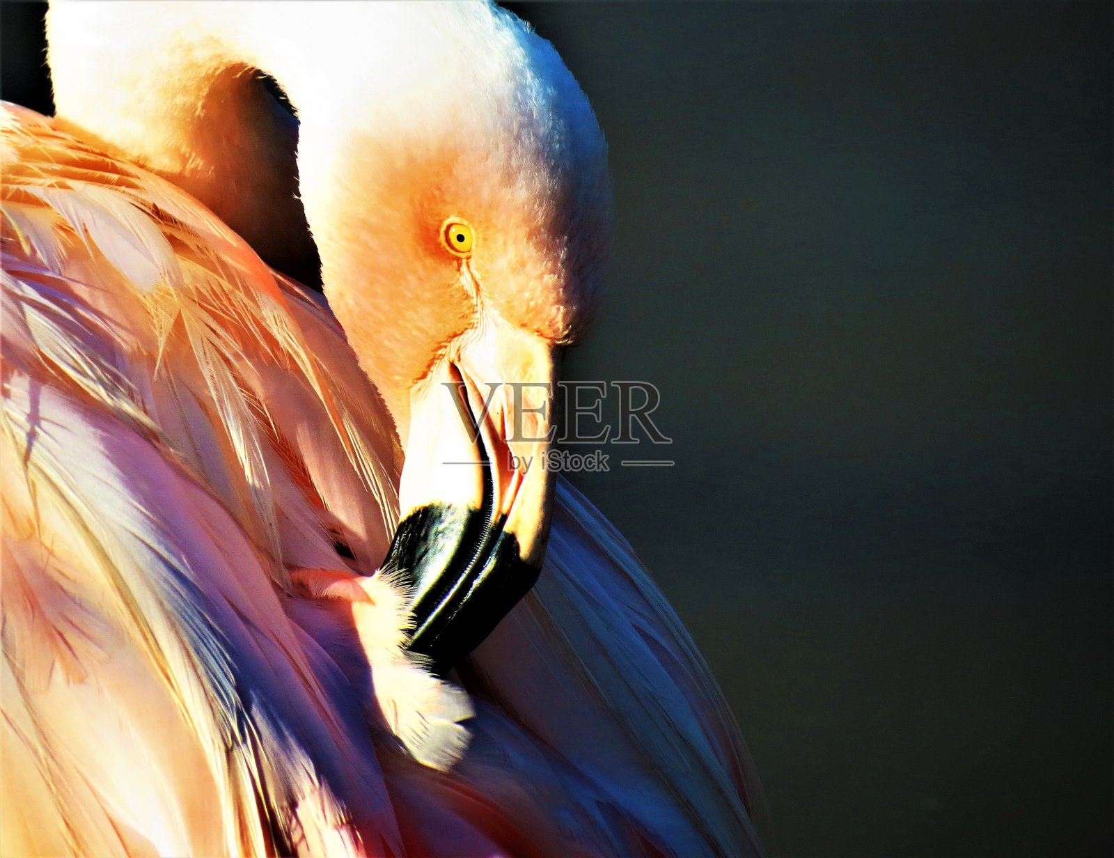 粉红色火烈鸟。照片摄影图片