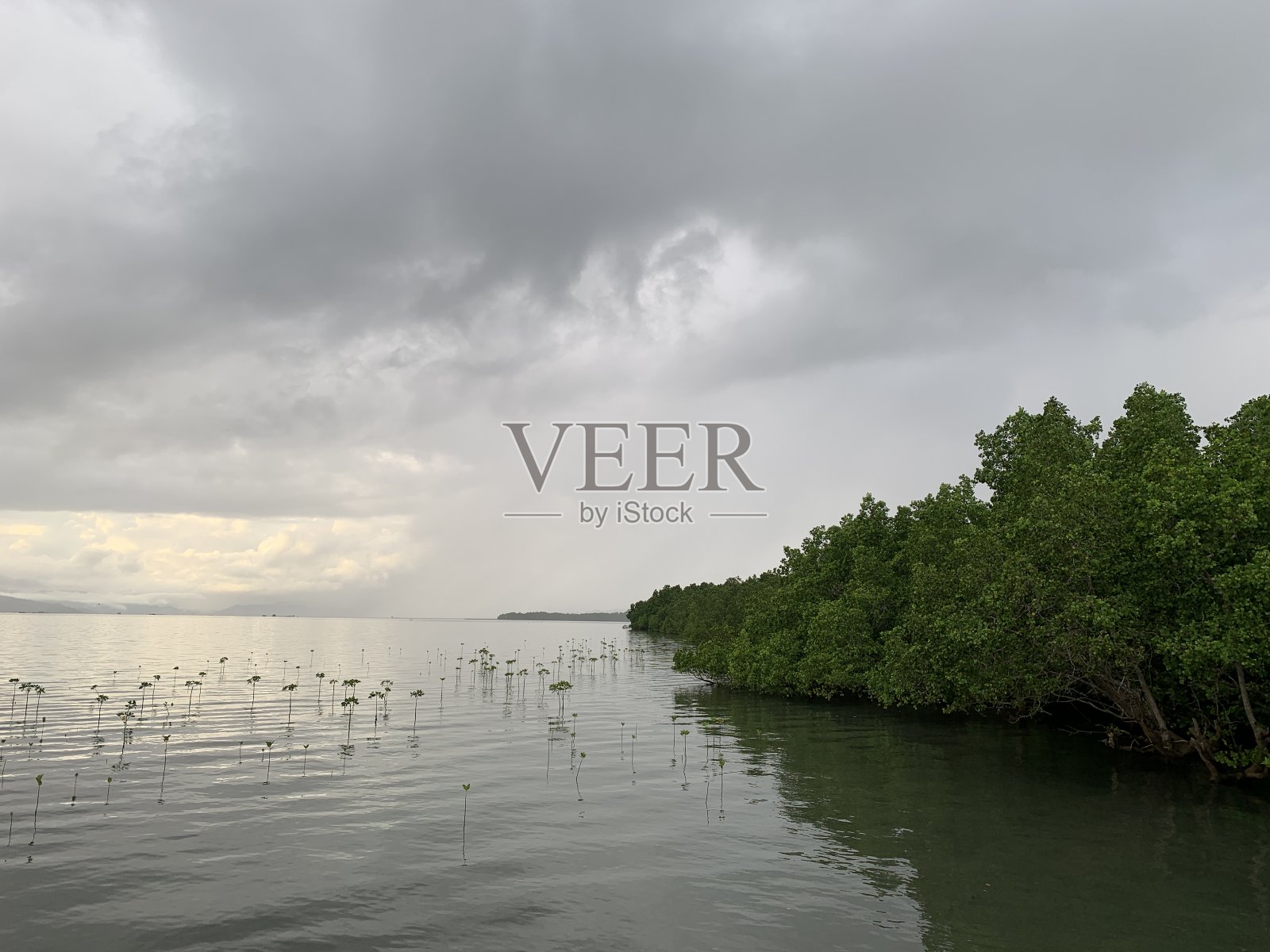 拉洛瓦鲁码头旁的红树林照片摄影图片