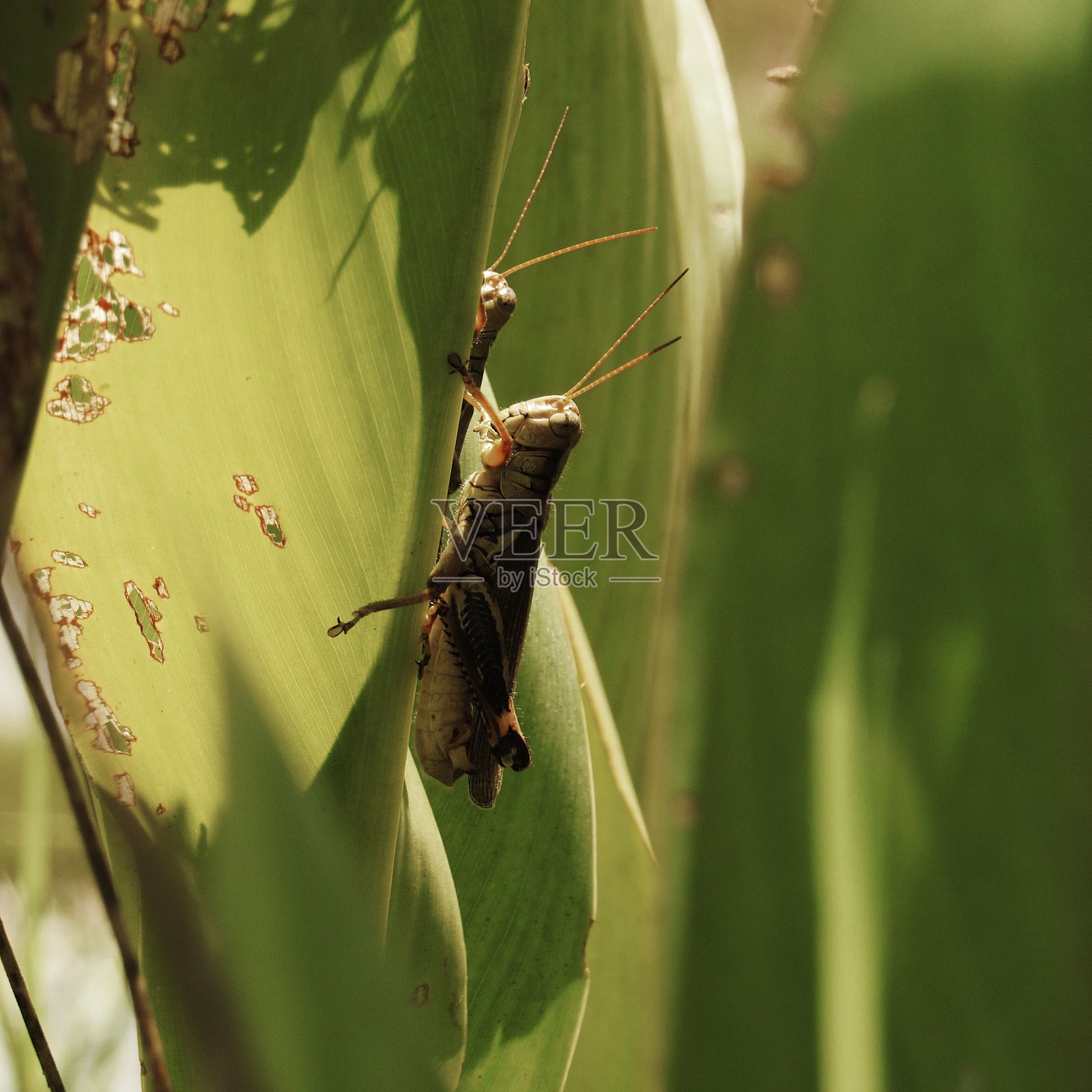 镜像照片摄影图片