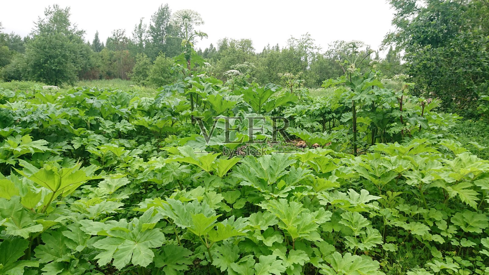 大猪草照片摄影图片