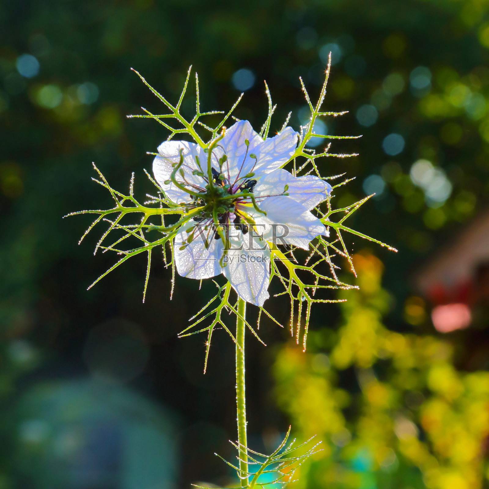 白花Nigella的特写照片摄影图片