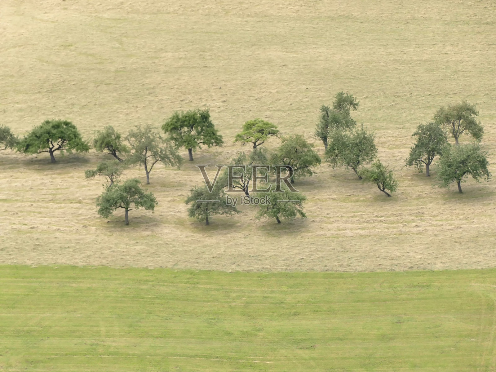草甸上的树木照片摄影图片