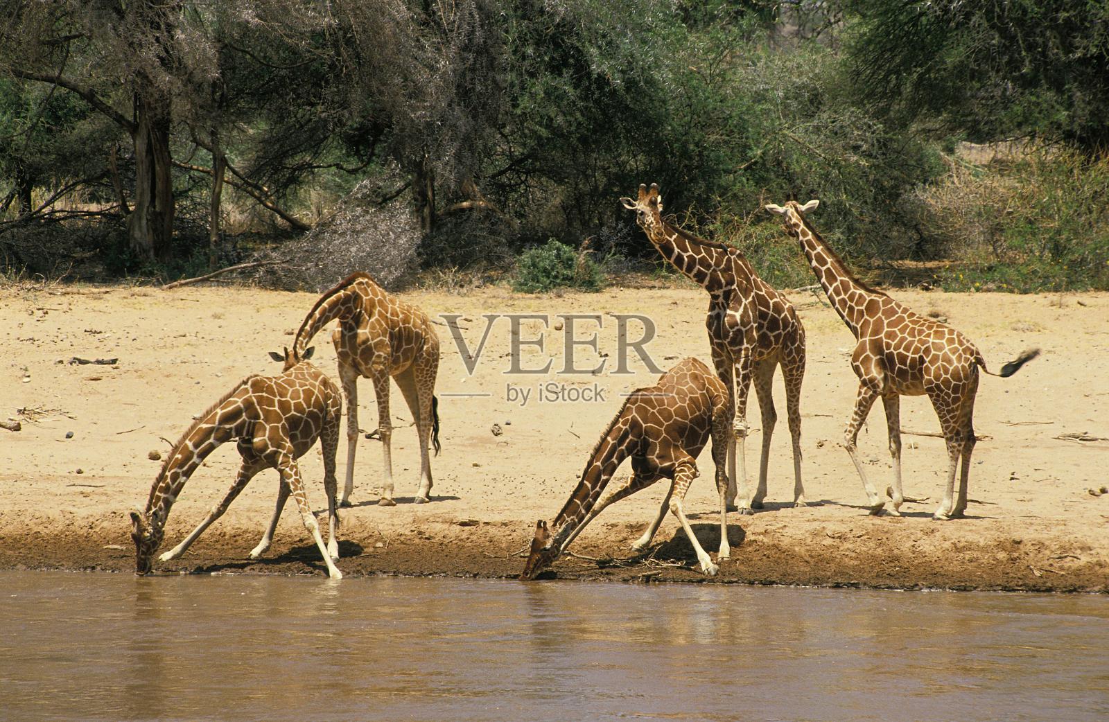 网状长颈鹿,网状长颈鹿,鹿群在肯尼亚桑布鲁公园的河边饮水照片摄影图片