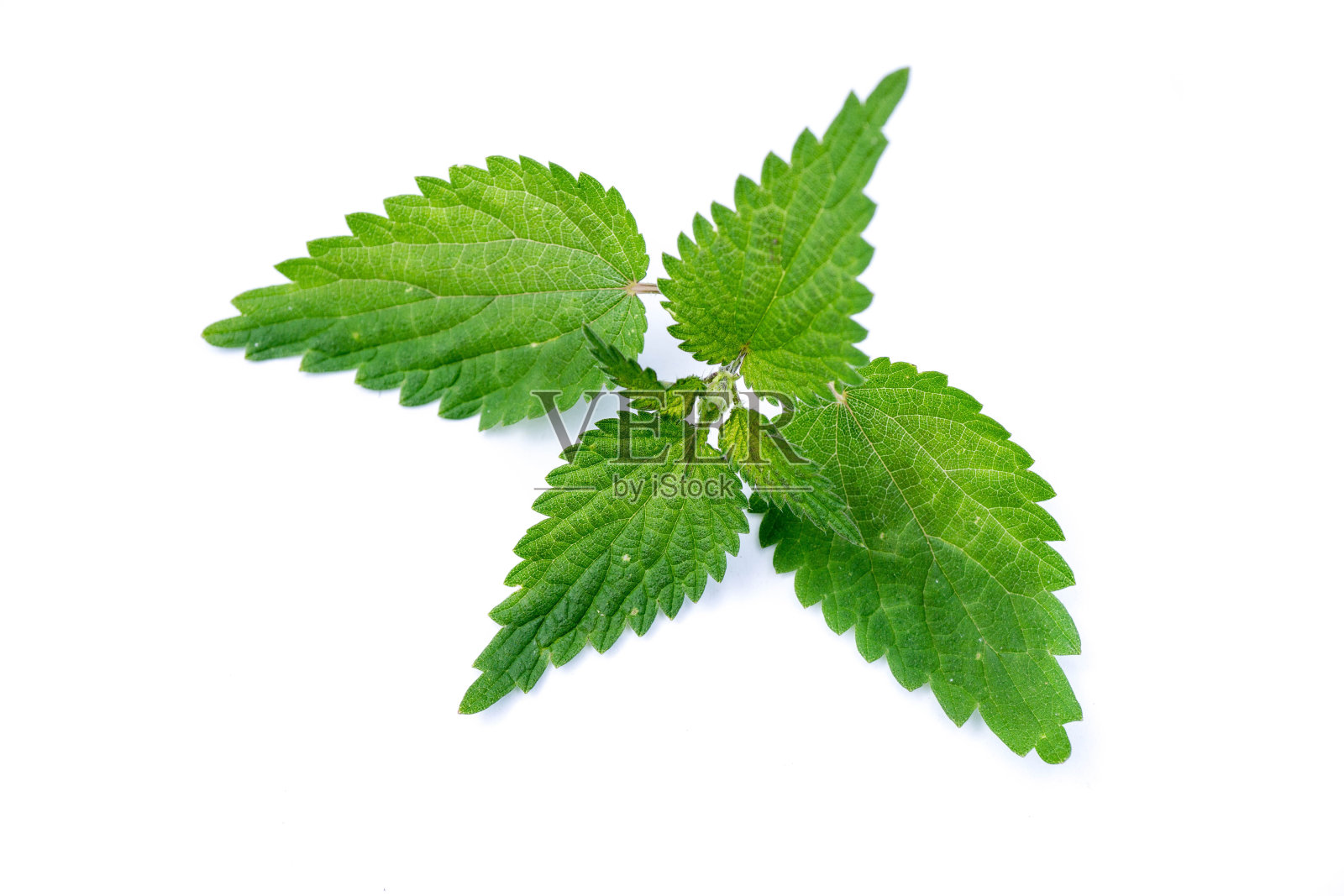 荨麻孤立在白色背景照片摄影图片