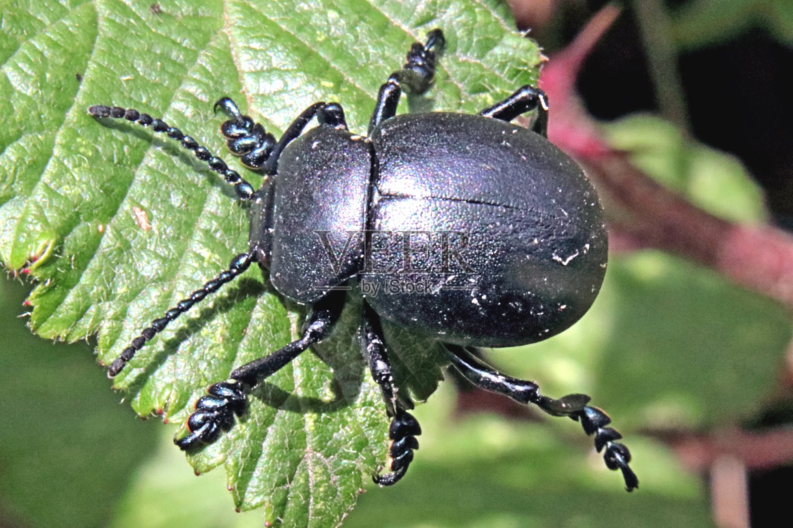 血鼻甲虫,timmarcha tenebricosa照片摄影图片