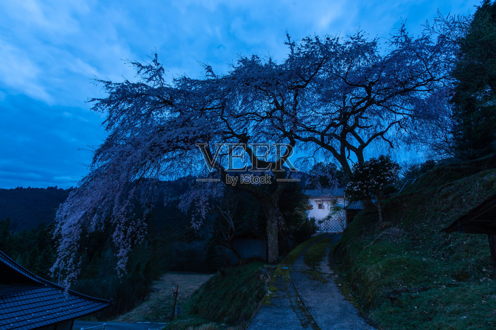 黎明的天空,樱花和仓库照片摄影图片
