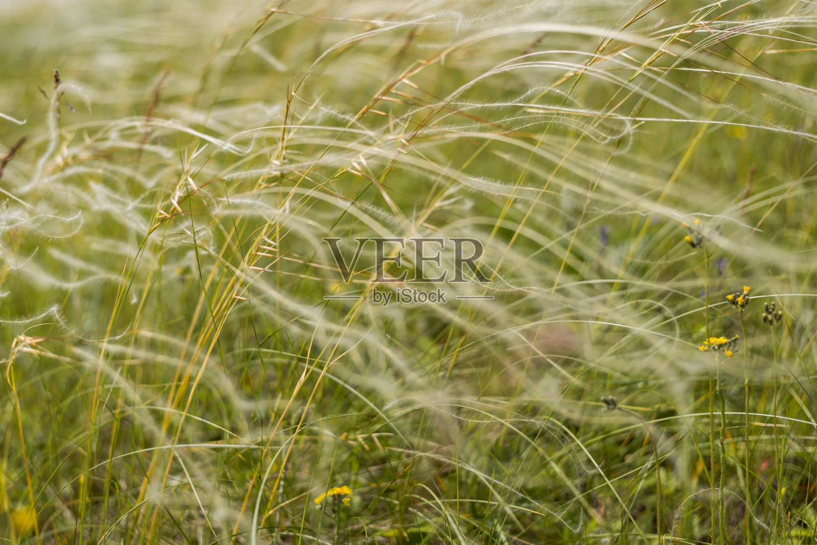 羽毛草在花丛中随风飘荡照片摄影图片