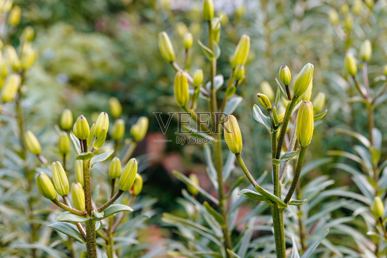 花坛上一丛花蕾未开的年轻百合照片摄影图片