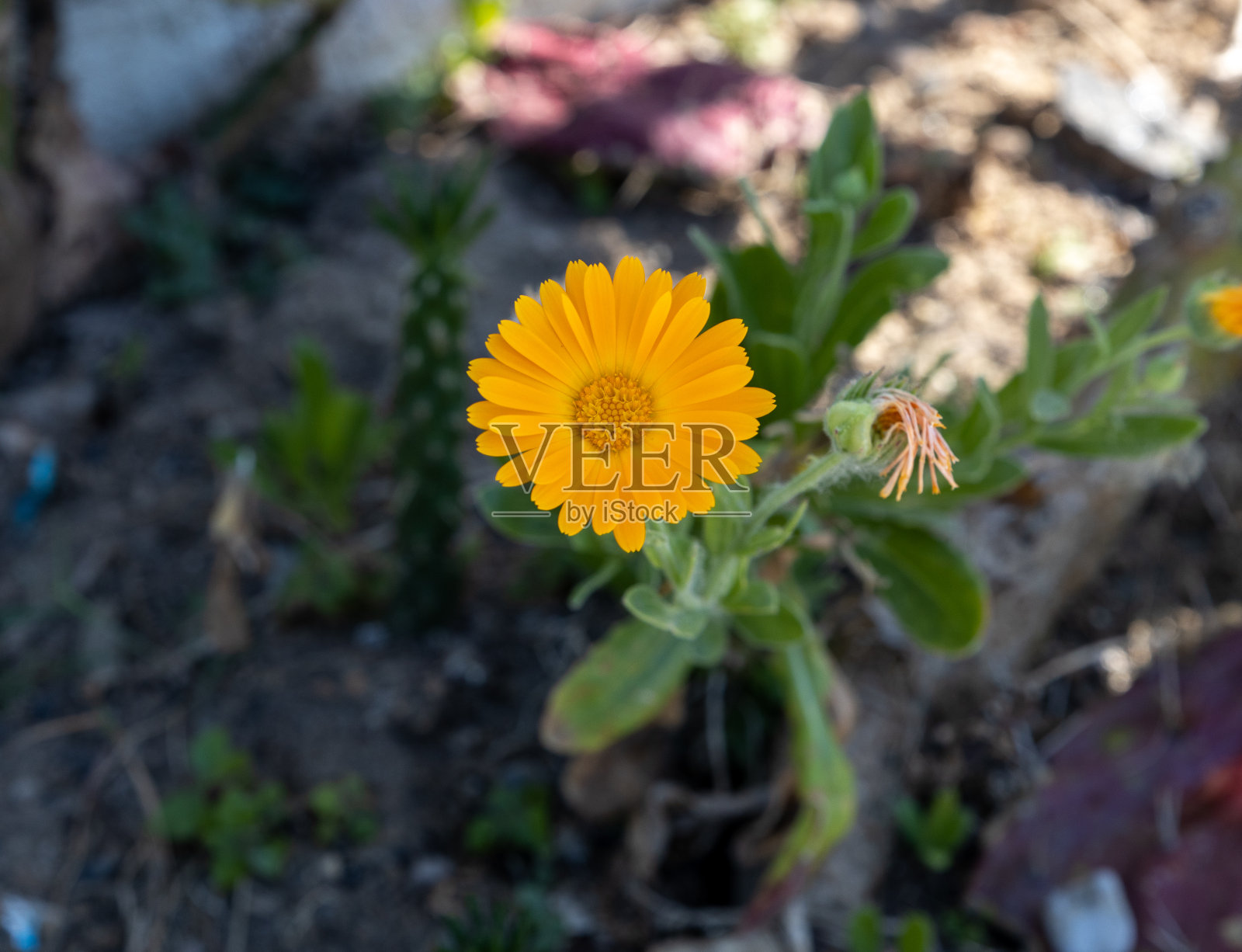 在夏天的花。A Coruña,加利西亚,西班牙。2020年7月18日。“选择性焦点”照片摄影图片