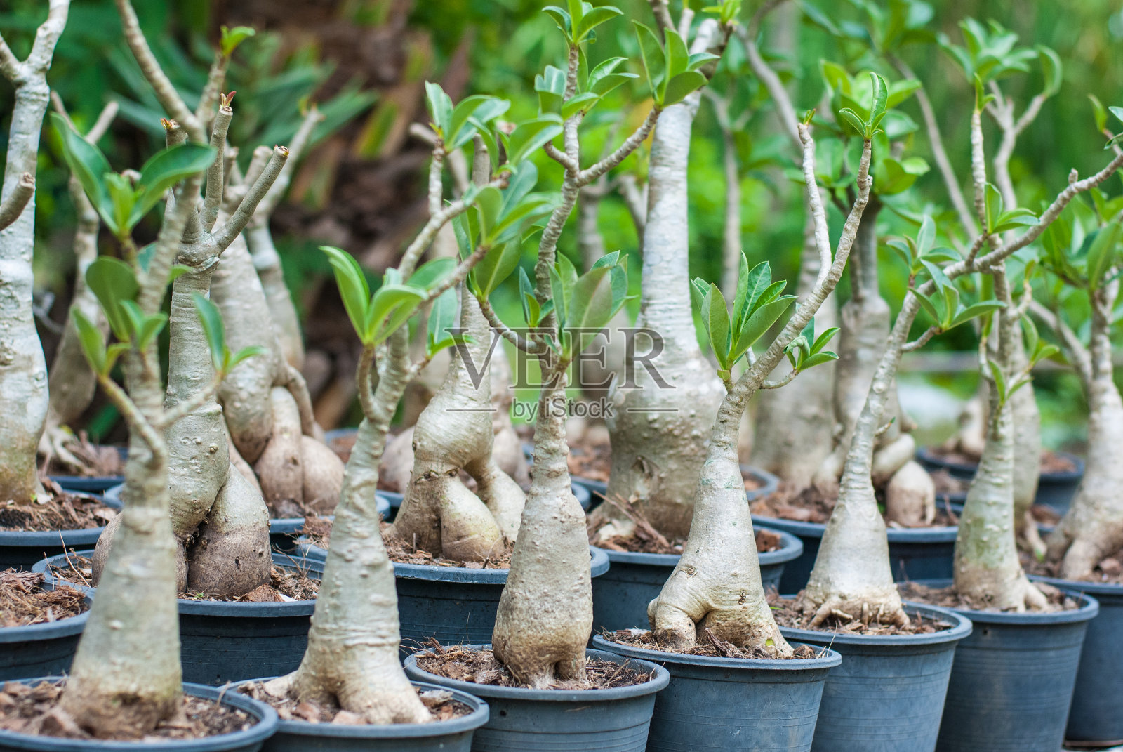 种植在黑色的塑料花盆里,长得像人的腿,爱好园艺照片摄影图片