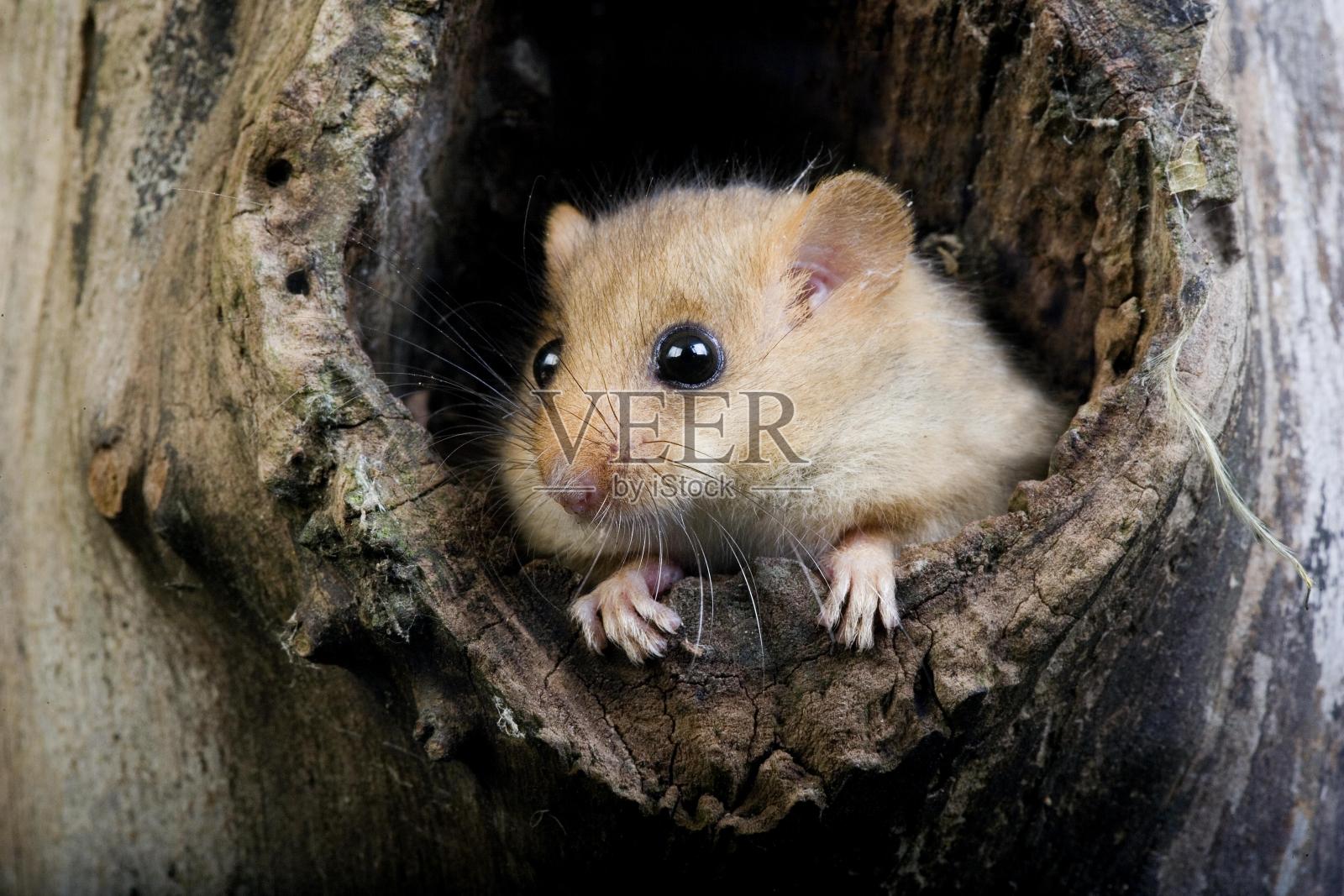 普通的睡鼠,站在诺曼底的巢里照片摄影图片