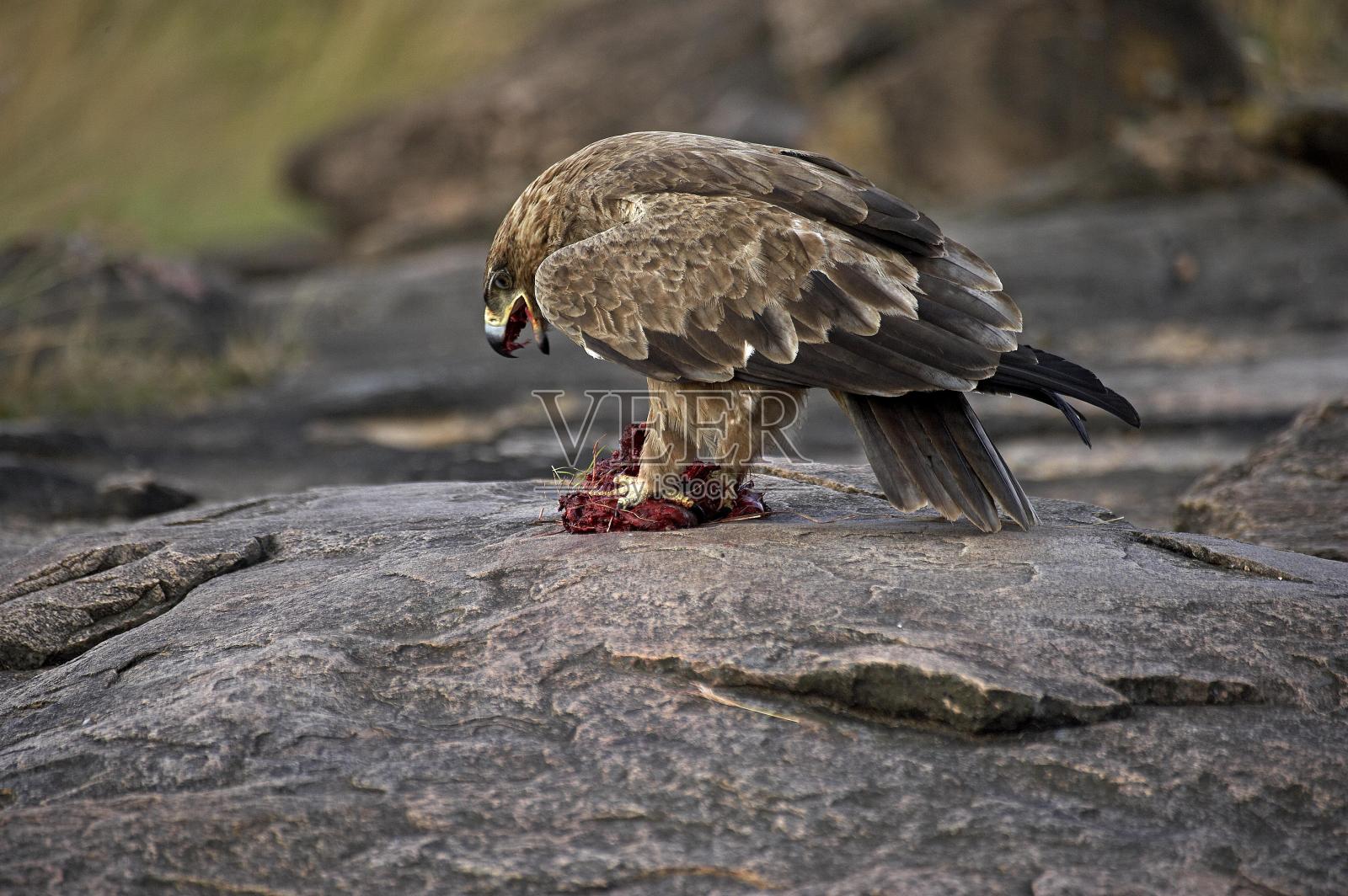 黄褐色的鹰,成年的斑马肉,肯尼亚马赛马拉公园照片摄影图片