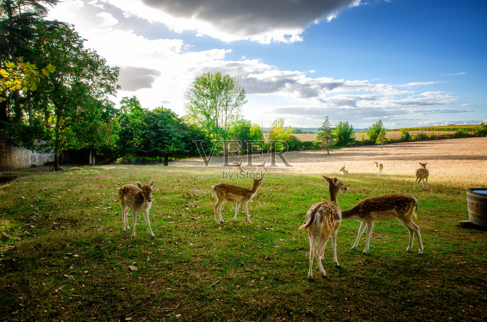 草地上的一些小白鹿照片摄影图片