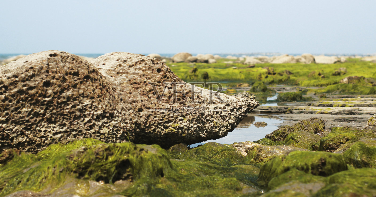 珊瑚选择性聚焦和模糊的绿草海滩的圣马丁岛。照片摄影图片