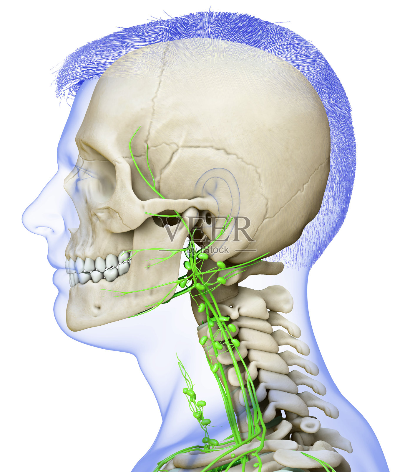 3d渲染医学精确的男性面部淋巴系统和骨骼系统的插图照片摄影图片