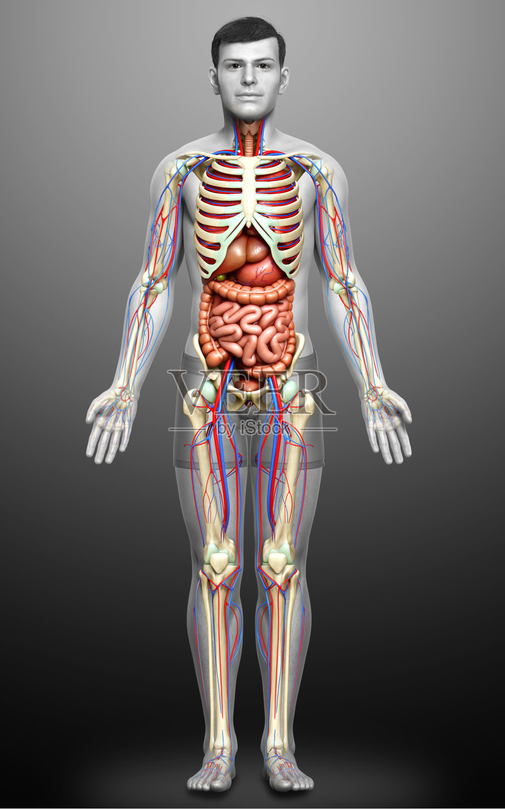 3d渲染医学精确的男性内部器官,骨骼和循环系统的插图"n照片摄影图片