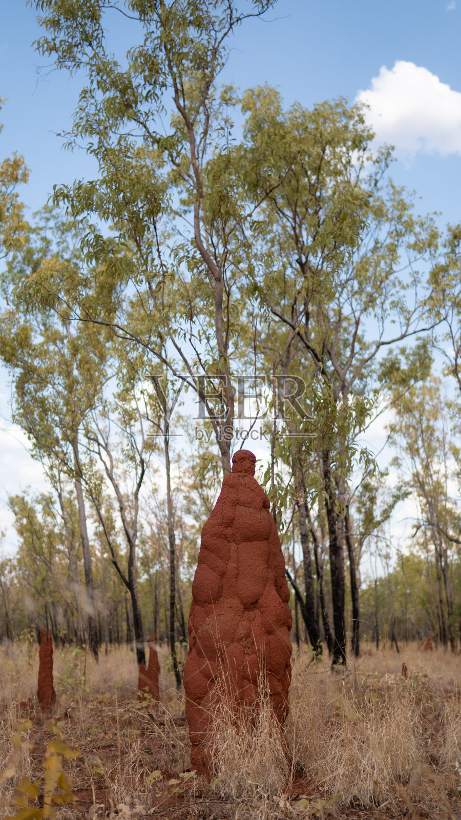 蚂蚁在澳大利亚灌木丛中筑巢照片摄影图片