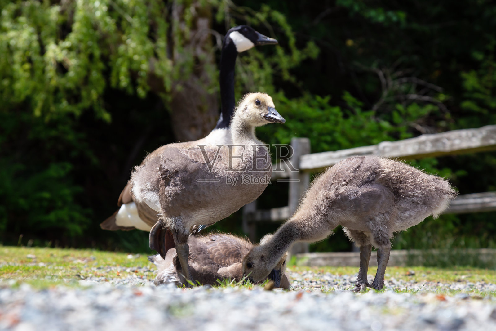公园里的幼鹅照片摄影图片