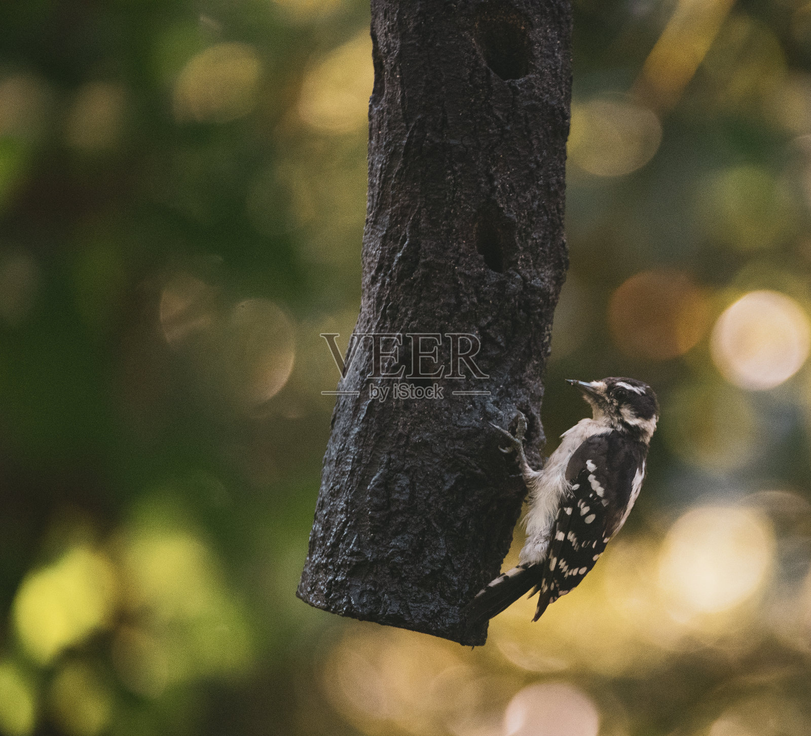 自然界中以食鸟者为食的鸟类照片摄影图片