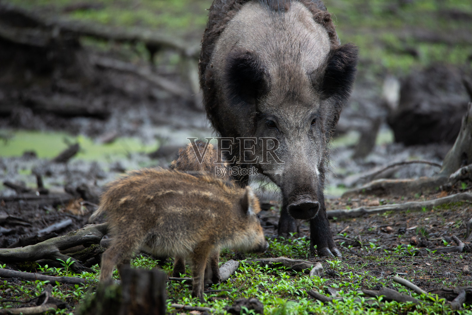 一条小溪和它的新生照片摄影图片