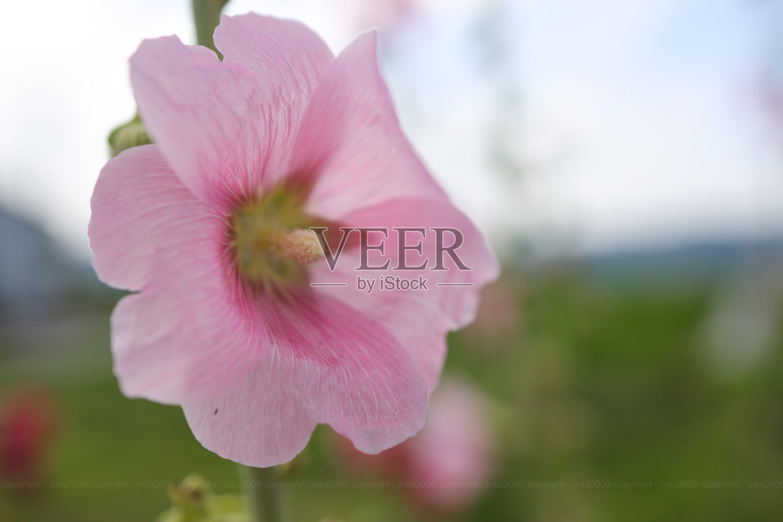 稻田里的粉红锦葵照片摄影图片