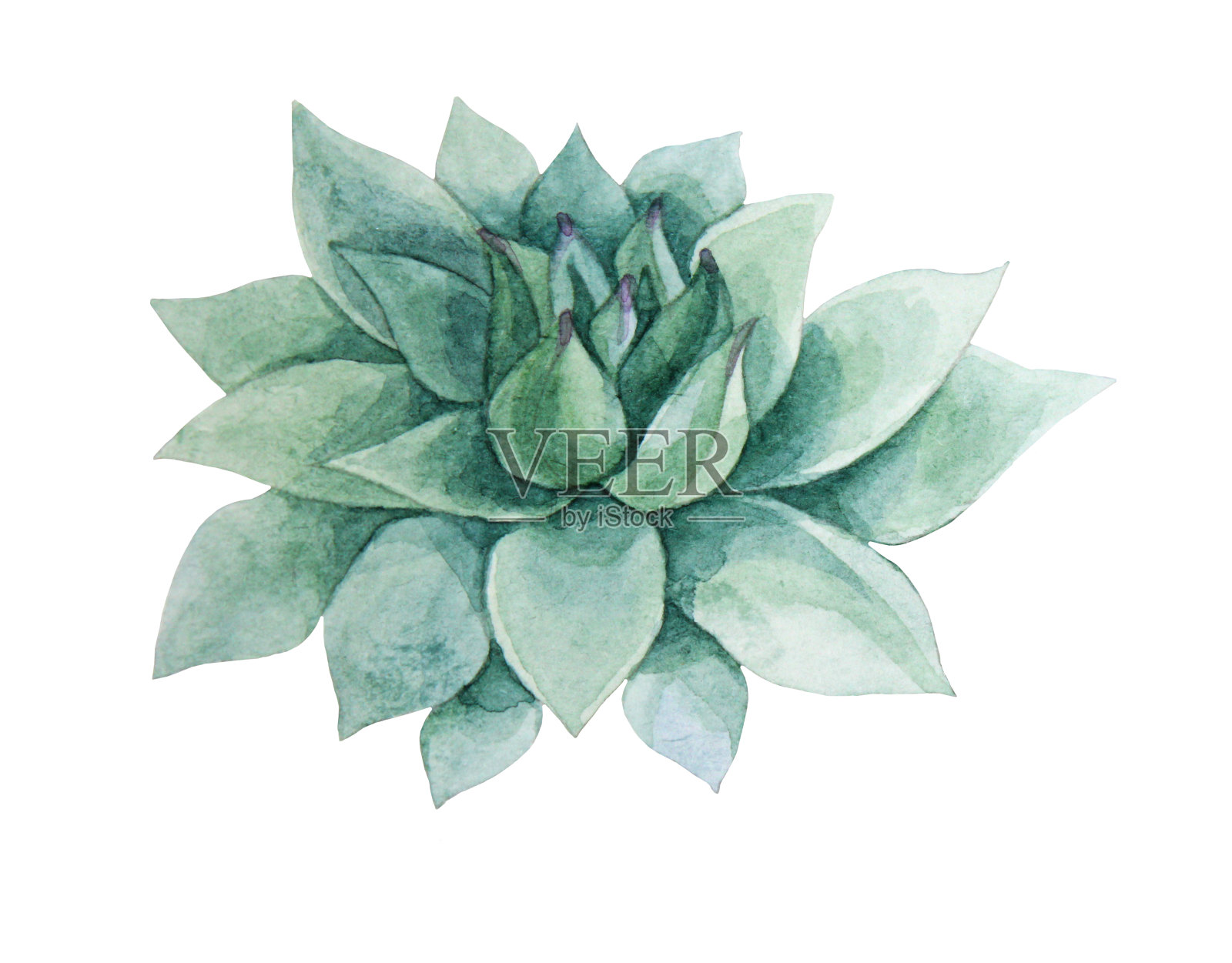水彩手绘绿色叶肉质月季家植物孤立在白色的背景。用于卡片、贴纸、墙纸、纺织品或包装的艺术创作的自然对象插画图片素材