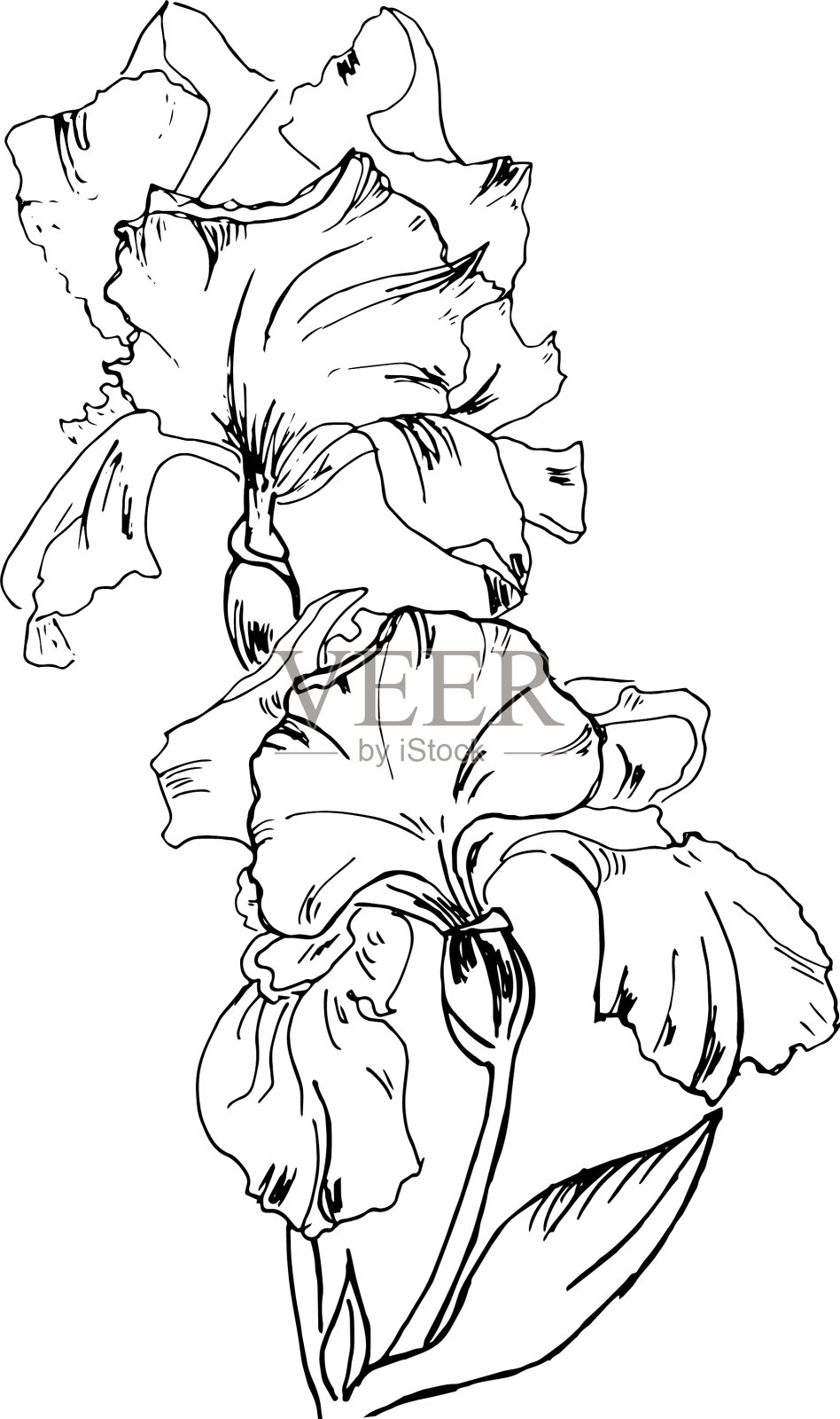 美丽的黑白花设计元素图片