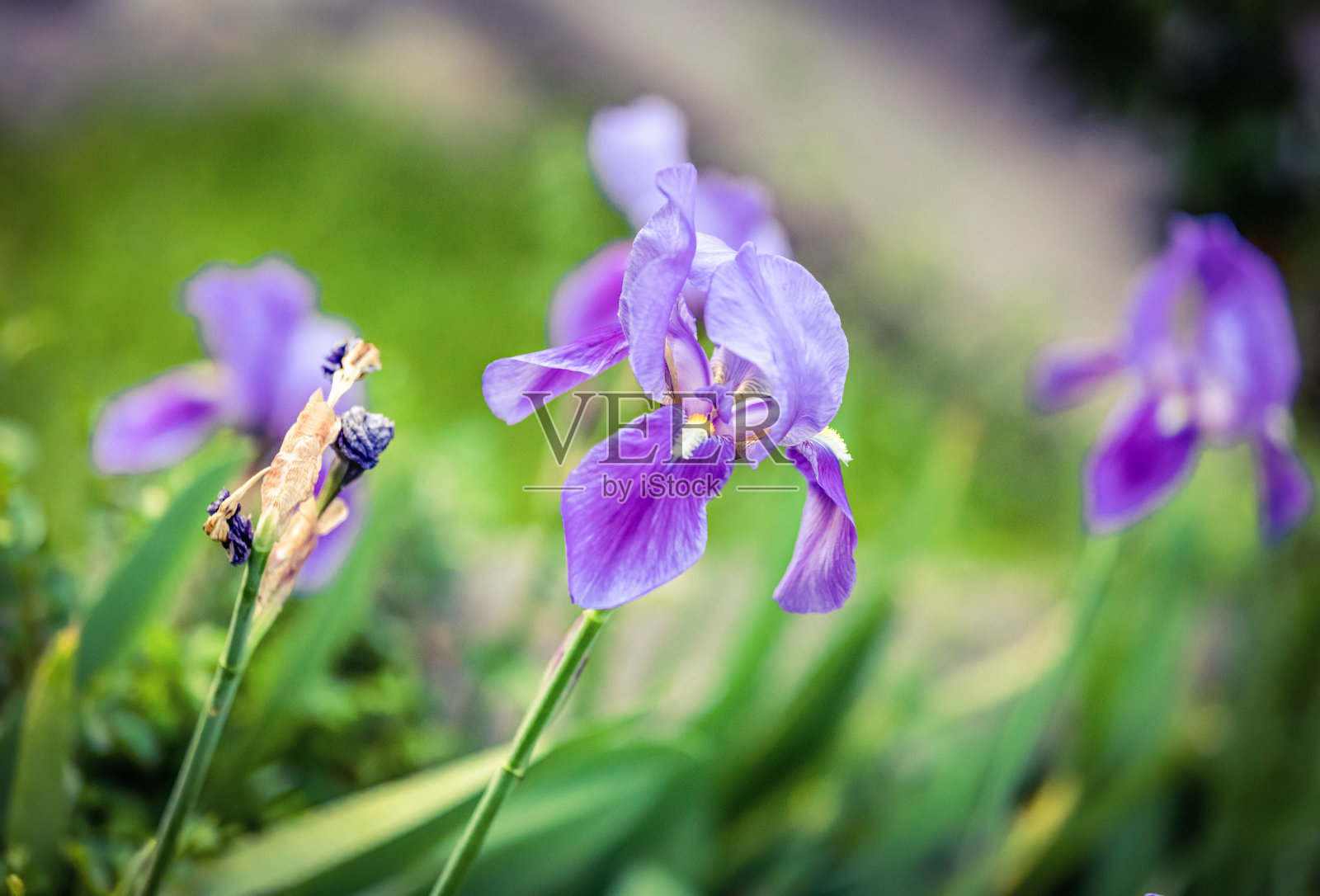 野紫色的花在长凳上照片摄影图片