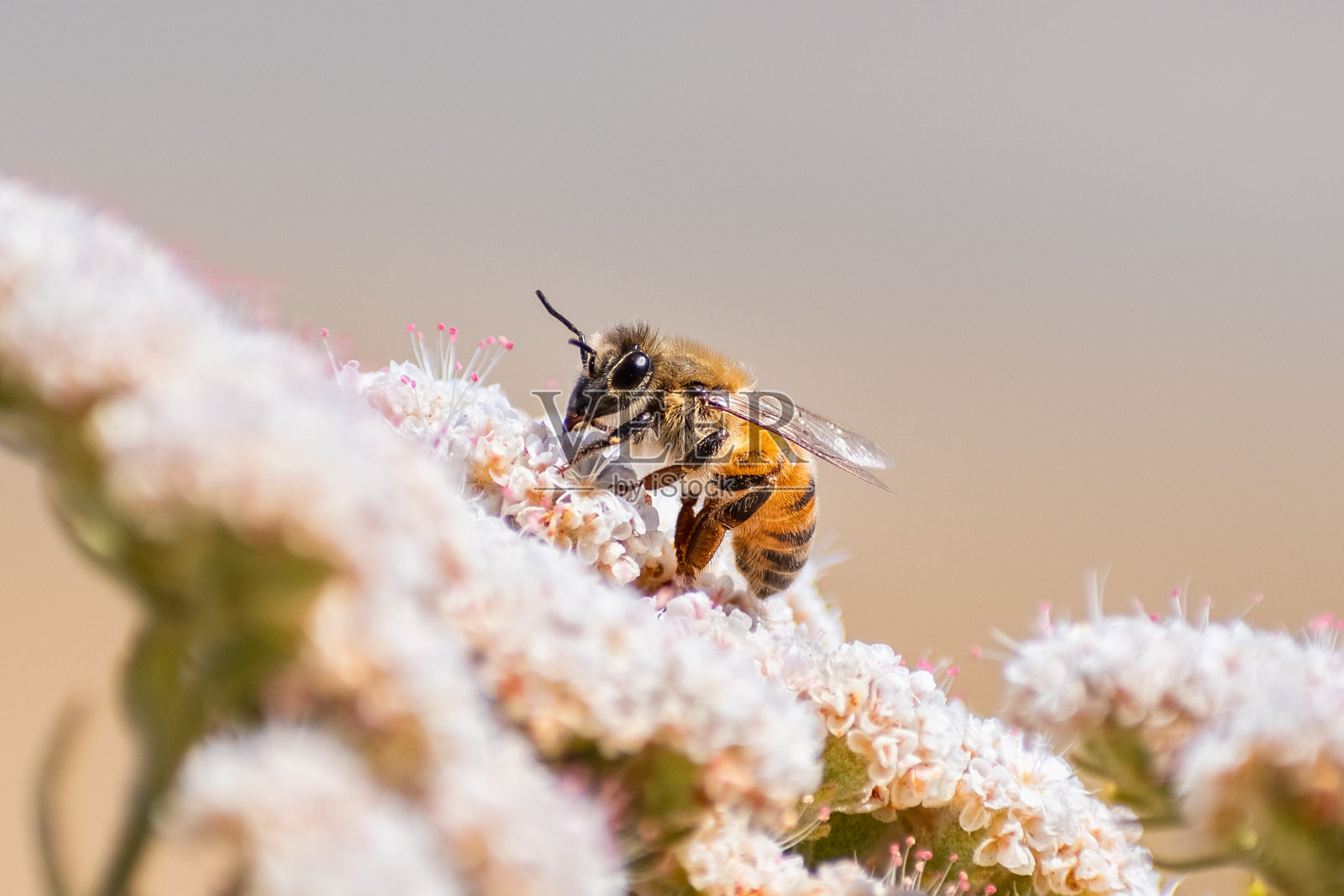 蜜蜂授粉圣凯瑟琳花边(Eriogonum giganteum)花的特写,Ulistac自然地区,圣克拉拉,旧金山海湾地区,加利福尼亚照片摄影图片