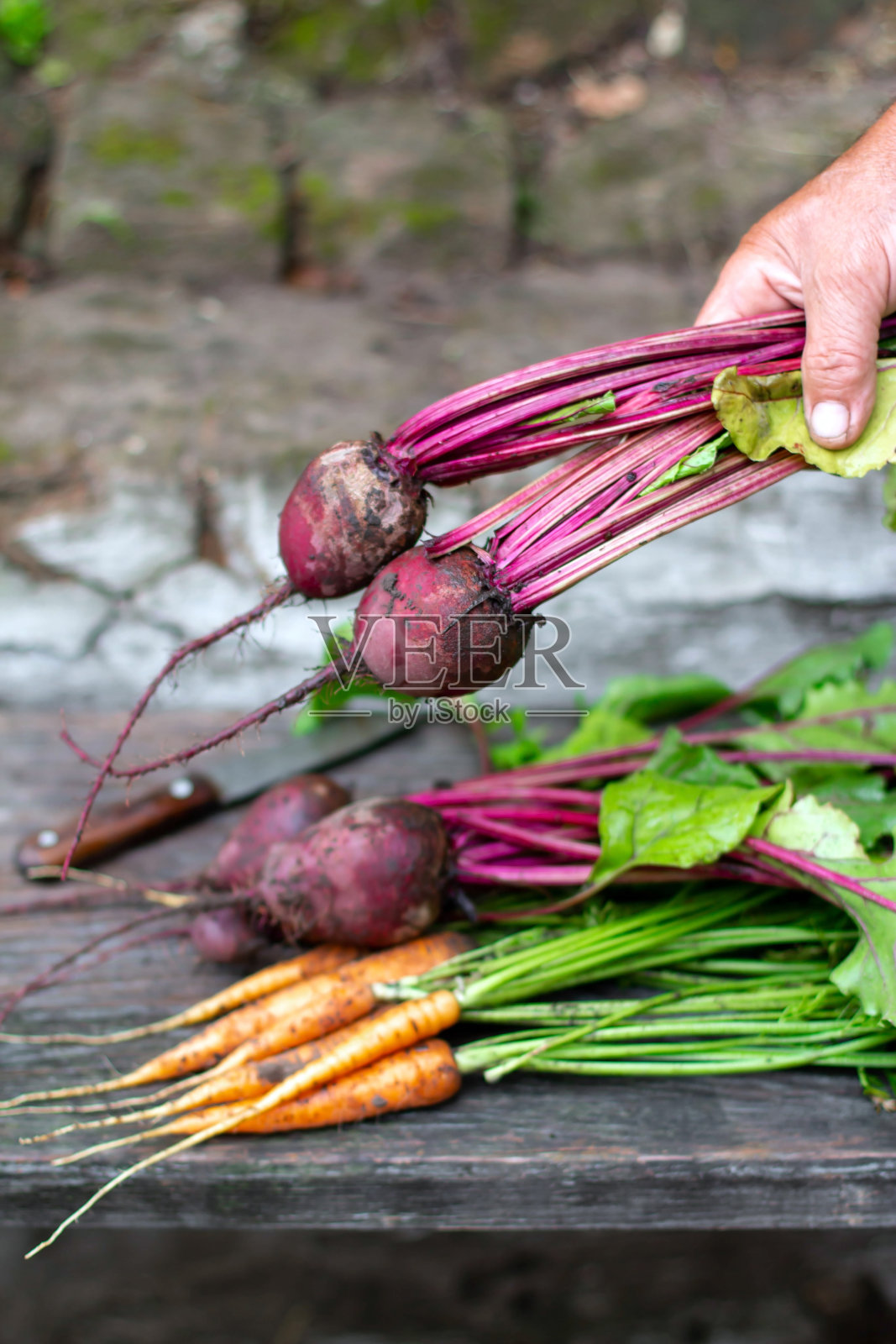 新鲜蔬菜胡萝卜,甜菜根在木制背景照片摄影图片