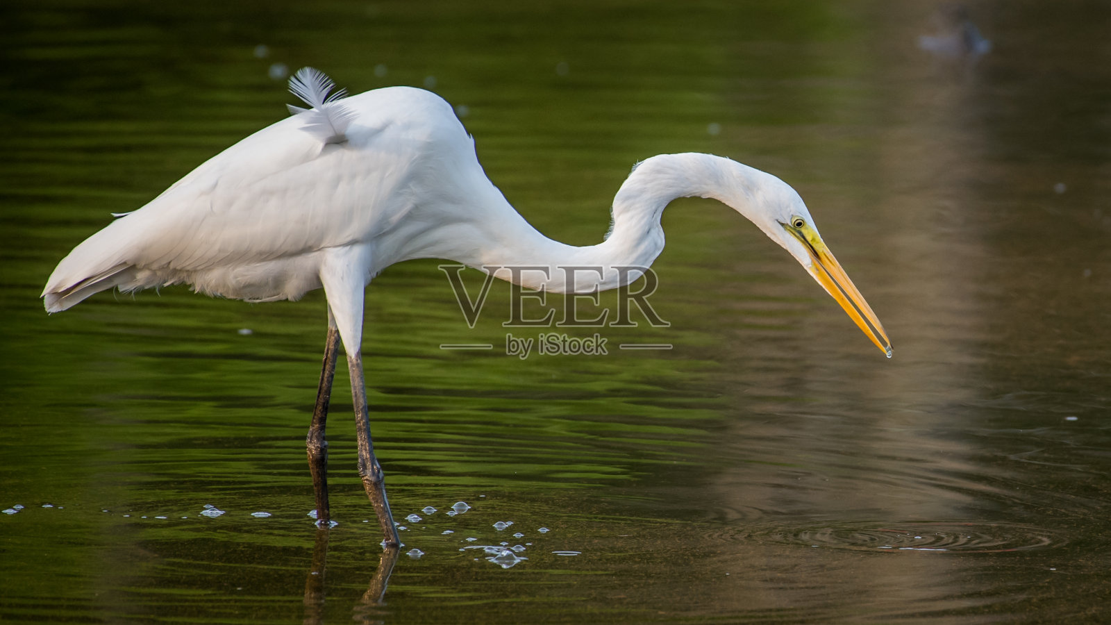 亨特利草地公园的白鹭照片摄影图片
