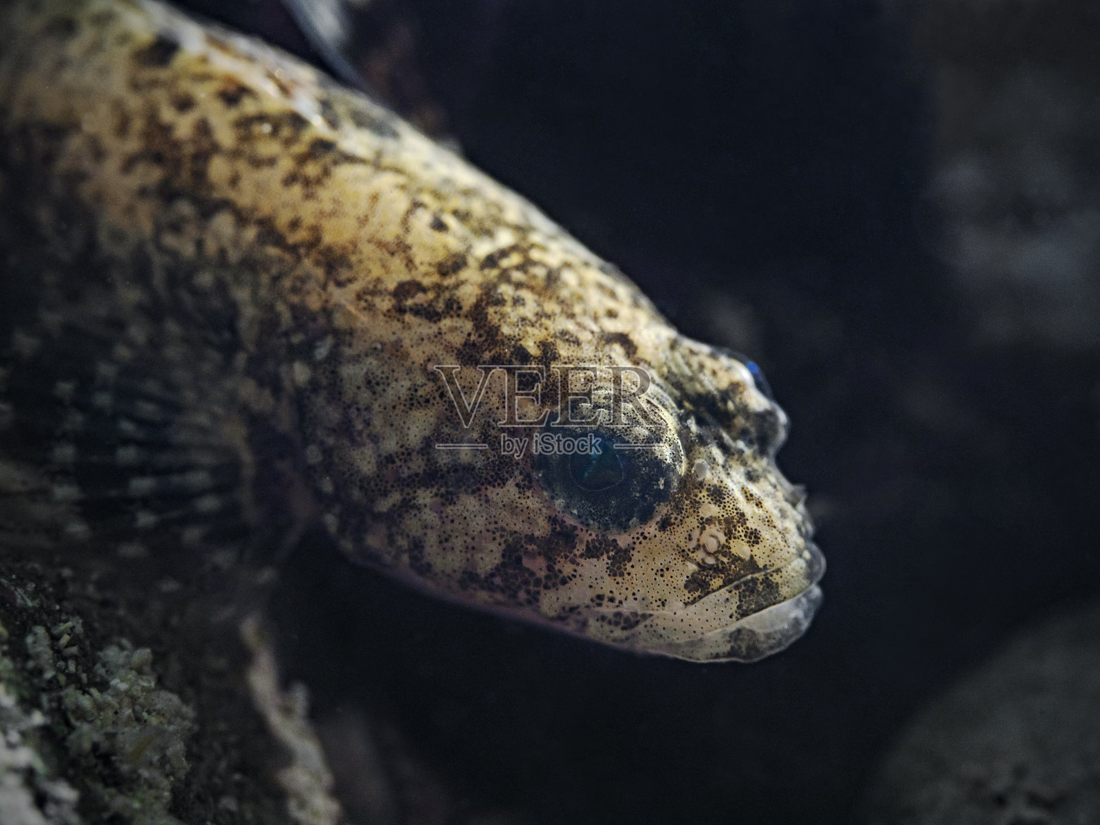 欧洲牛头鱼,格罗普,科佩照片摄影图片