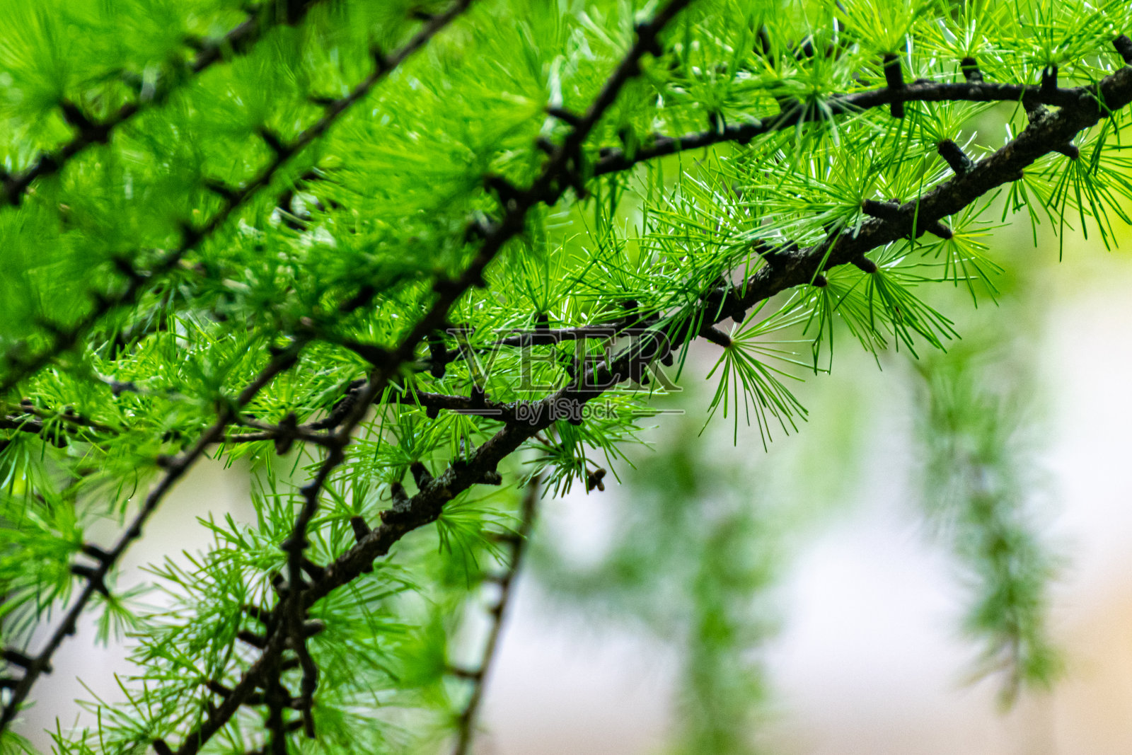 特写的绿色落叶松树枝,美丽的春天自然背景。有选择性的重点。照片摄影图片