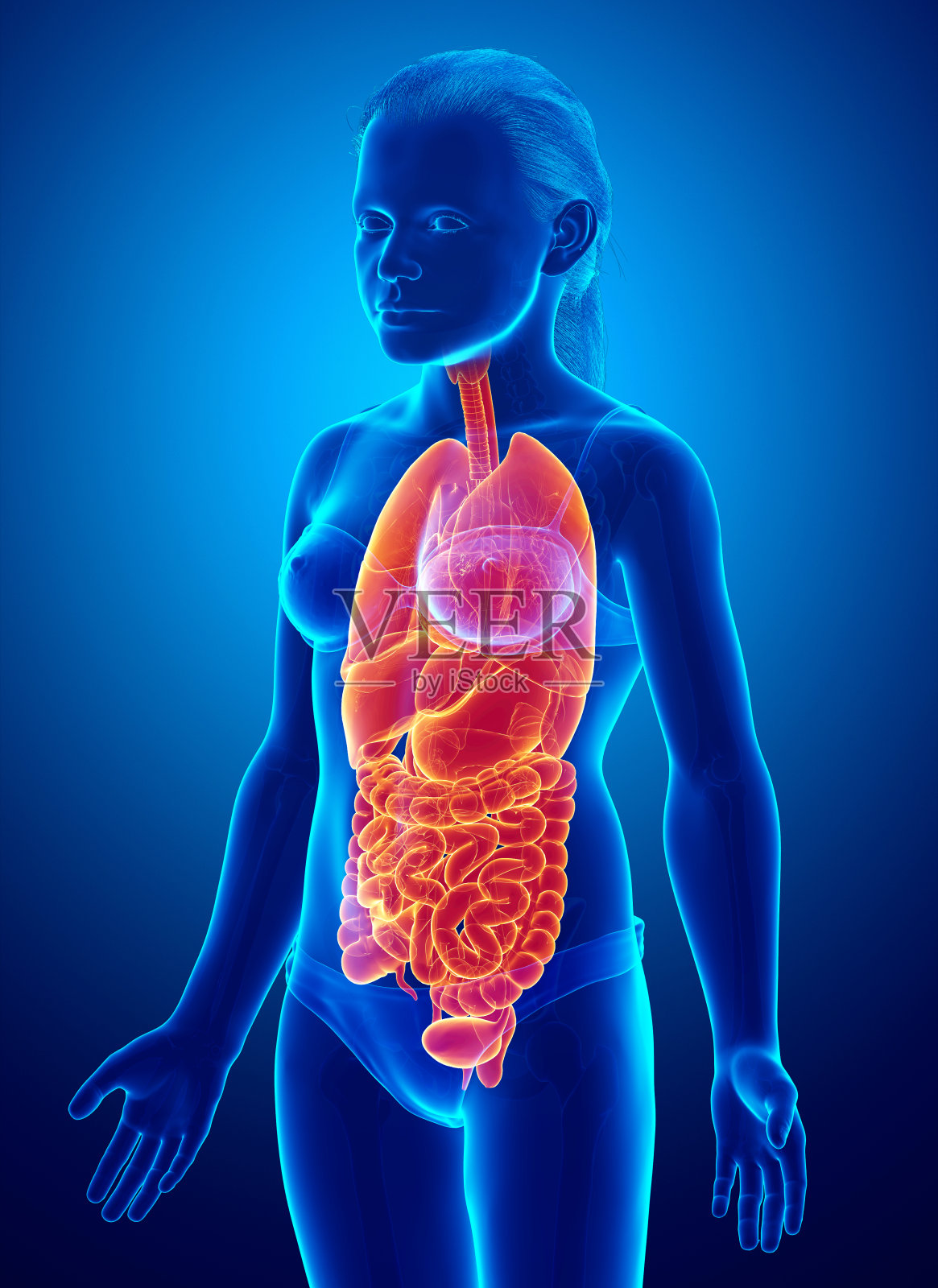 年轻女孩的三维精确医学插画内脏器官插画图片素材