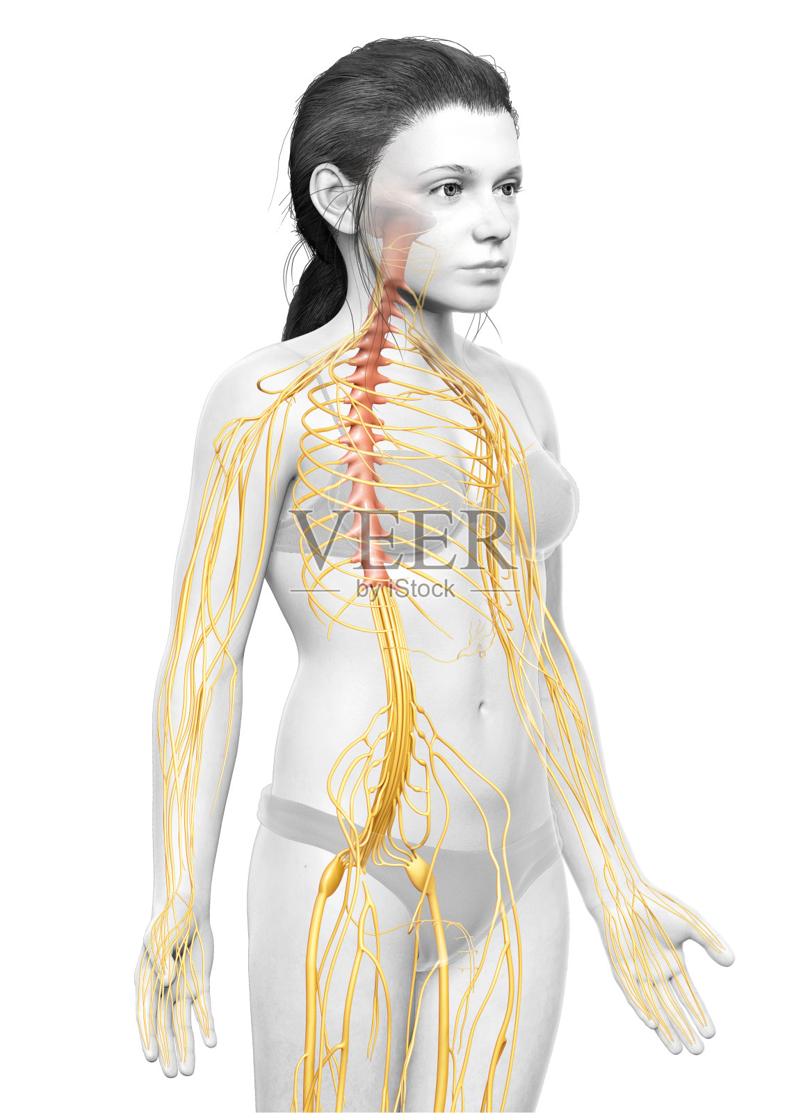 一个年轻女孩的神经系统的3d渲染医学精确的插图照片摄影图片