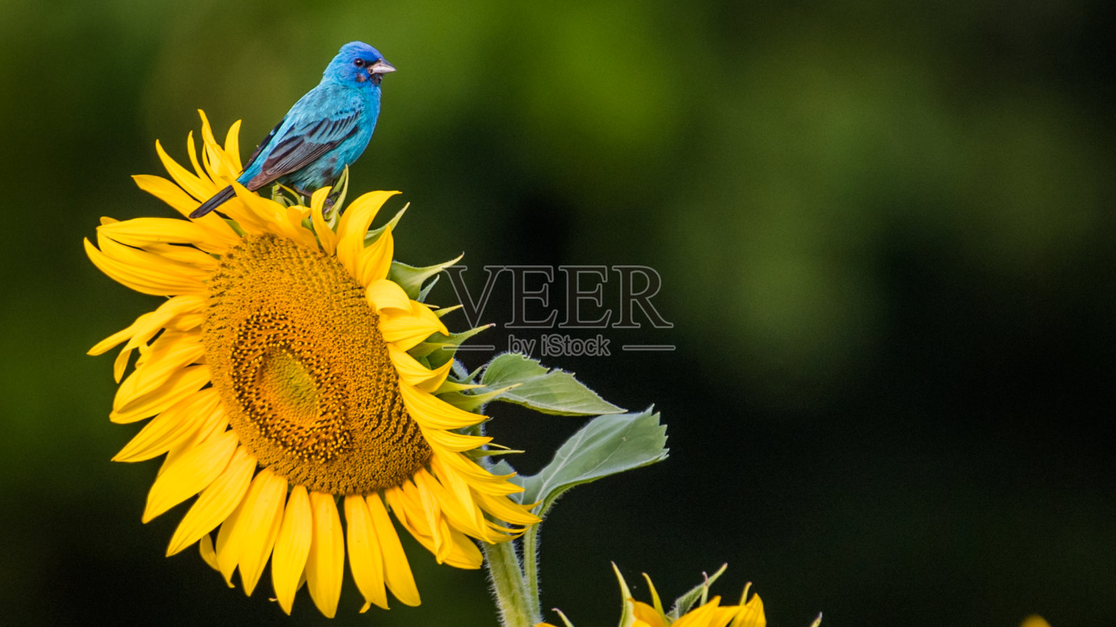 向日葵上的靛蓝鹀鸟照片摄影图片