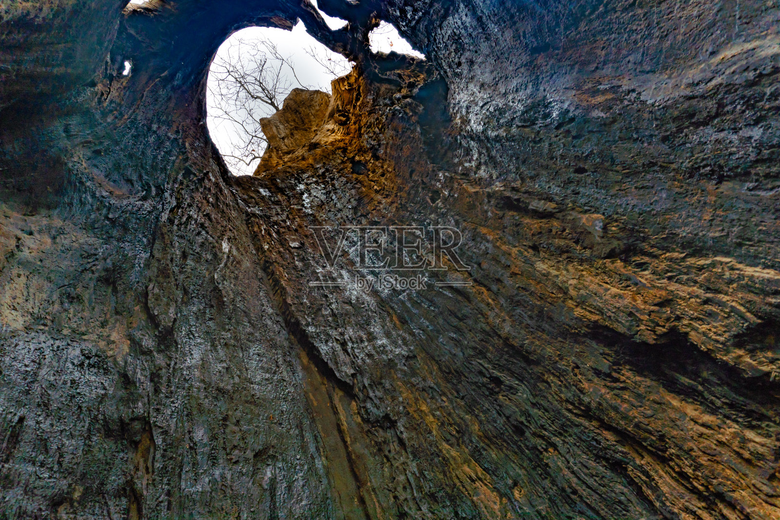 整体的树干。照片摄影图片